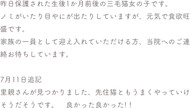 昨日保護された生後1か月前後の三毛猫女の子です。
ノミがいたり目やにが出たりしていますが、元気で食欲旺盛です。
家族の一員として迎え入れていただける方、当院へのご連絡お待ちしています。

7月11日追記
里親さんが見つかりました、先住猫ともうまくやっていけそうだそうです。　良かった良かった!！