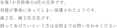 生後1か月前後の4匹の兄弟です。
母猫が事故にあってしまい保護されたようです。
雄２匹、雌２匹元気です。
飼ってあげたいという方は当院までお問い合わせください