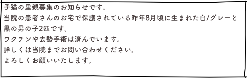 子猫の里親募集のお知らせです。
当院の患者さんのお宅で保護されている昨年8月頃に生まれた白/グレーと黒の男の子2匹です。
ワクチンや去勢手術は済んでいます。
詳しくは当院までお問い合わせください。
よろしくお願いいたします。
