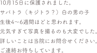 


10月15日に保護されました。
サバトラ（キジトラ？）白の男の子
生後4〜6週間ほどと思われます。
元気すぎて写真を撮るのも大変でした。
詳しいことは当院にお問合せください。
ご連絡お待ちしています。