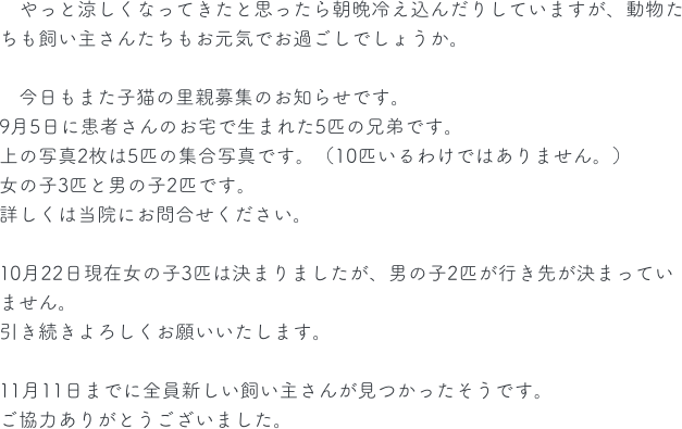 　やっと涼しくなってきたと思ったら朝晩冷え込んだりしていますが、動物たちも飼い主さんたちもお元気でお過ごしでしょうか。

　今日もまた子猫の里親募集のお知らせです。
9月5日に患者さんのお宅で生まれた5匹の兄弟です。
上の写真2枚は5匹の集合写真です。（10匹いるわけではありません。）
女の子3匹と男の子2匹です。
詳しくは当院にお問合せください。

10月22日現在女の子3匹は決まりましたが、男の子2匹が行き先が決まっていません。
引き続きよろしくお願いいたします。

11月11日までに全員新しい飼い主さんが見つかったそうです。
ご協力ありがとうございました。