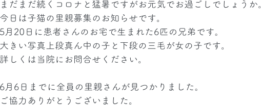 まだまだ続くコロナと猛暑ですがお元気でお過ごしでしょうか。
今日は子猫の里親募集のお知らせです。
5月20日に患者さんのお宅で生まれた6匹の兄弟です。
大きい写真上段真ん中の子と下段の三毛が女の子です。
詳しくは当院にお問合せください。

6月6日までに全員の里親さんが見つかりました。
ご協力ありがとうございました。