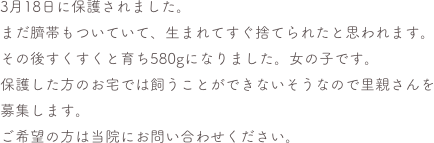 3月18日に保護されました。
まだ臍帯もついていて、生まれてすぐ捨てられたと思われます。その後すくすくと育ち580gになりました。女の子です。
保護した方のお宅では飼うことができないそうなので里親さんを募集します。
ご希望の方は当院にお問い合わせください。