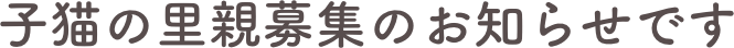 子猫の里親募集のお知らせです 