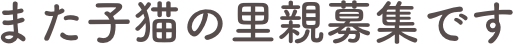 また子猫の里親募集です