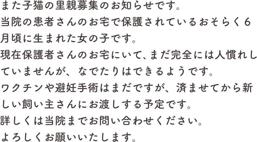 また子猫の里親募集のお知らせです。
当院の患者さんのお宅で保護されているおそらく６月頃に生まれた女の子です。
現在保護者さんのお宅にいて､まだ完全には人慣れしていませんが、なでたりはできるようです。
ワクチンや避妊手術はまだですが、済ませてから新しい飼い主さんにお渡しする予定です。
詳しくは当院までお問い合わせください。
よろしくお願いいたします。