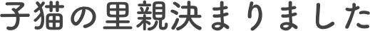 子猫の里親決まりました