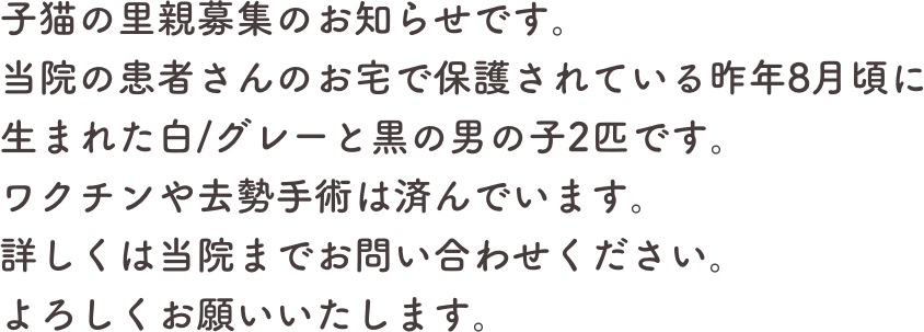 子猫の里親募集のお知らせです。
当院の患者さんのお宅で保護されている昨年8月頃に生まれた白/グレーと黒の男の子2匹です。
ワクチンや去勢手術は済んでいます。
詳しくは当院までお問い合わせください。
よろしくお願いいたします。
