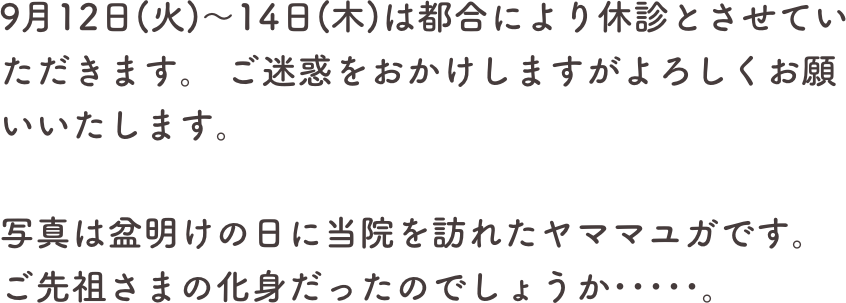 9月12日(火)〜14日(木)は都合により休診とさせていただきます。 ご迷惑をおかけしますがよろしくお願いいたします。

写真は盆明けの日に当院を訪れたヤママユガです。ご先祖さまの化身だったのでしょうか･････。