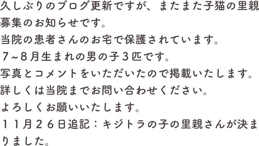 久しぶりのブログ更新ですが、またまた子猫の里親募集のお知らせです。
当院の患者さんのお宅で保護されています。
７~８月生まれの男の子３匹です。
写真とコメントをいただいたので掲載いたします。
詳しくは当院までお問い合わせください。
よろしくお願いいたします。
１１月２６日追記：キジトラの子の里親さんが決まりました。
