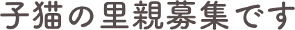 子猫の里親募集です